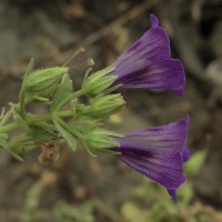 Stemodia viscosa Roxb.